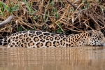 Jaguar (Panthera onca)