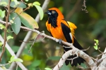 Orangerückentrupial (Icterus croconotus), Orange-Backed Troupial