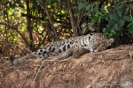 Jaguar (Panthera onca)