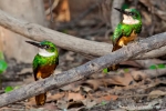 Rotschwanz-Glanzvogel (Galbula ruficauda), Rufous-Tailed Jacamar