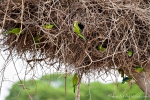 Mönchssittiche (Myiopsitta monachus) brüten im Nest der Jabirus, Monk Parakeet