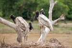 Familie Jabiru im Nest