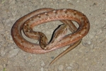 Chaco-Großaugennatter (Thamnodynastes chaquensis)