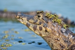 Brillenkaiman (Caiman yacare), Caiman (Jacaré)