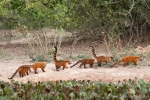 Südamerikanische Nasenbären-Familie (Nasua nasua), South American Coati