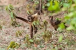 Gehaubter Kapuziner oder Haubenkapuziner (Cebus apella), Brown Capuchin Monkey