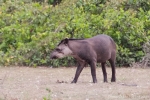 Flachlandtapir (Tapirus terrestris), Brazilian Tapir