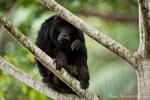 Schwarzer Brüllaffe (Alouatta caraya), Black Howler Monkey