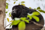 Schwarzer Brüllaffe (Alouatta caraya), Black Howler Monkey