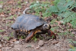 Köhler- oder Rotfußschildkröte (Chelonoidis carbonaria), Red-footed Tortoise