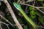 Dünnschlange, Schlanknatter (Leptophis ahaetulla), Green Parrot Snake