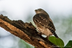 Brasil-Sperlingskauz (Glaucidium brasilianum), Ferruginous Pygmy Owl