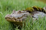 Brillenkaiman (Caiman yacare), Caiman (Jacaré)