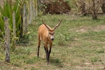 Pampashirsch (Ozotoceros bezoarticus), Pampas deer