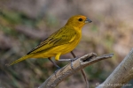 Safranammer (Sicalis flaveola), Saffron Finch