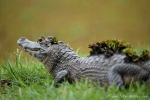 Brillenkaiman (Caiman yacare), Caiman (Jacaré)