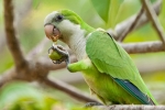 Mönchssittich (Myiopsitta monachus), Monk Parakeet