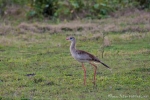 Rotfußseriema (Cariama cristata), Red-legged Seriema