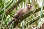 Schwarzschwanz-Seidenäffchen (Callithrix melanura), Black-tailed marmoset