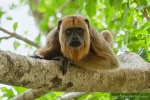 Weibchen und Nachwuchs der Schwarzen Brüllaffen (Alouatta caraya), Black Howler Monkey