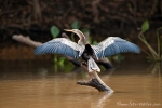 Schlangenhalsvogel (Anhinga anhinga), Anhinga