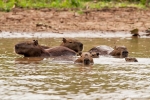 Capybara-Familie beim abkühlenden Bad