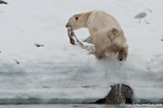 Eisbär in der Bucht von Sallyhamna mit den Resten eines toten Finnwals