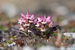 Behaartes Läusekraut (Pedicularis hirsuta)