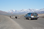 Schlittenhundetraining in Longyearbyen