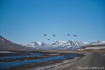 Am Isfjord bei Longyearbyen