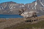 Rentier (Rangifer tarandus) mitten in Longyearbyen