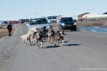 Schlittenhundetraining in Longyearbyen