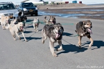 Schlittenhundetraining in Longyearbyen