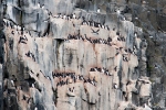 Große Kolonie von Dickschnabellummen (Uria lomvia) auf den Basaltklippen von Alkefjellet