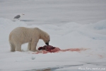 Eisbär, der eine Robbe gerissen hat