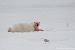 Satt und zufrieden - Eisbär (Ursus maritimus)