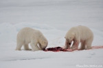 Ziemlich ungewöhnlich, dass sich zwei fremde Bären das Futter teilen