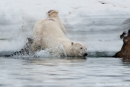 Eisbär in der Bucht von Sallyhamna