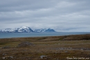 Auf Trygghamna im Isfjord