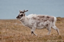 Rentier (Rangifer tarandus) in der Arktischen Tundra