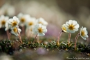 Silberwurz (Dryas octopetala)