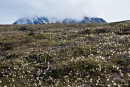 Frühling in der Arktischen Tundra