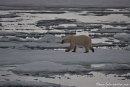 Eisbär (Ursus maritimus)