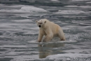 Eisbär (Ursus maritimus) auf dünnem Eis