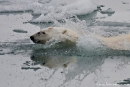 Eisbären (Ursus maritimus) sind erstaunlich gute Schwimmer