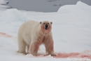 He, wo ist mein Futter? - Eisbär (Ursus maritimus)