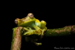 Palm-Baumfrosch (Hypsiboas pellucens), Palm Treefrog