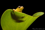 Regenfrosch (Dendropsophus carnifex), Executioner Clownfrog