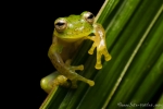 Glasfrosch (Espadarana prosoblepon), Emerald Glassfrog