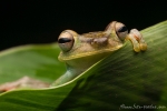 Baumfrosch (Hypsiboas pellucens), Palmar Treefrog